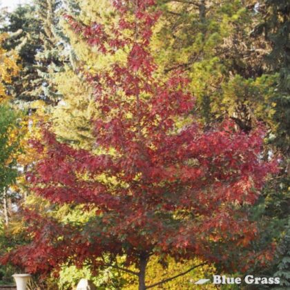 Quercus-ellipsoidalis-Bailskies-majestic-skies-north-pin-oak