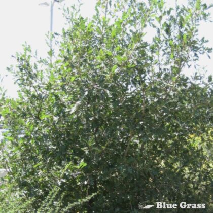Quercus-gambelii-rocky-mountain-white-oak