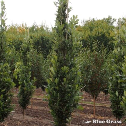 Quercus-warei-Nadler-kindred-spirit-oak