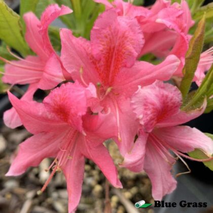 Rhododendron-Western-Lights-azalea