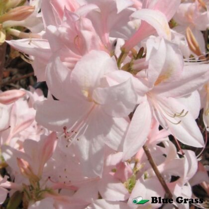 Rhododendron-White-Lights-azalea