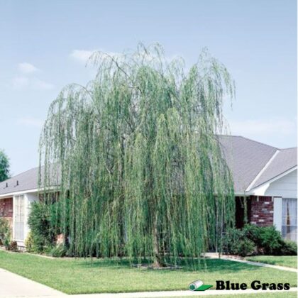 Salix-Prairie-Cascade-weeping-willow