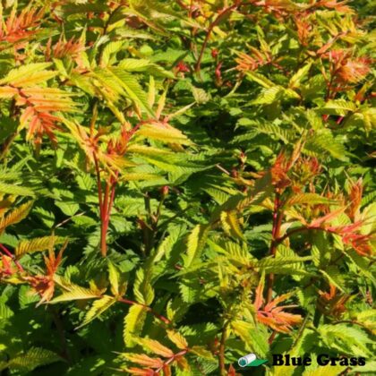 Sorbaria-sorbifolia-Cherry-On-Top-spirea