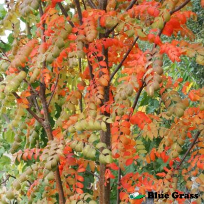 Sorbus-aucuparia-Luxor-pyramidal-mountain-ash