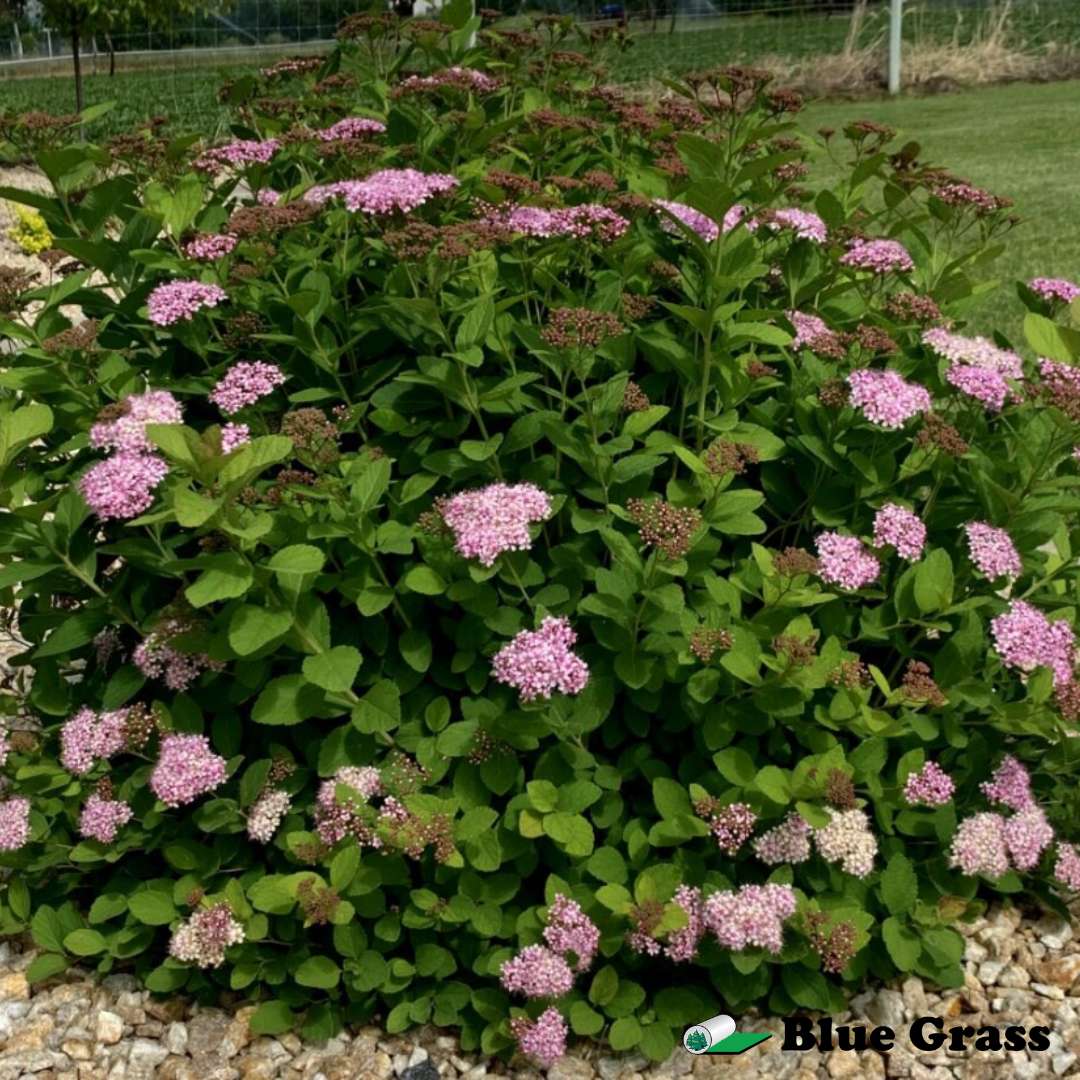 Spiraea-betulifolia-pink-sparkler-spirea