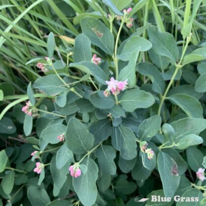 Symphoricarpos-occidentalis-buckbrush