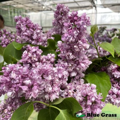 Syringa-hyacinthiflora-Sweetheart-lilac