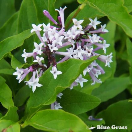 Syringa-little-lady-lilac