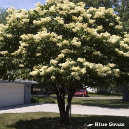 Syringa-reticulata-Bailnce-snowdance-japanese-lilac