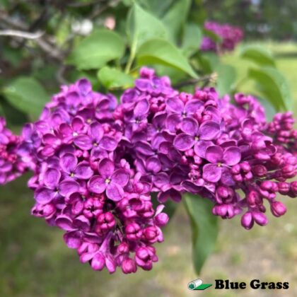 Syringa-vulgaris-Agincourt-Beauty-lilac