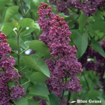 Syringa-vulgaris-congo-french-lilac