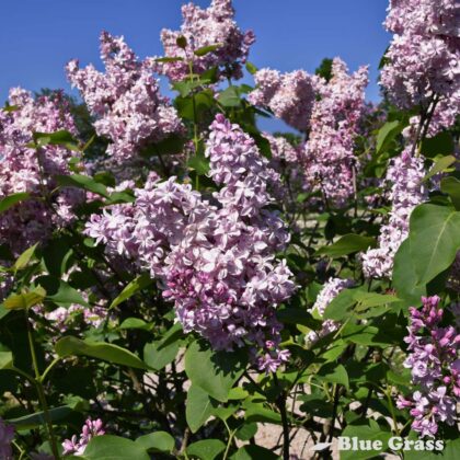 Syringa-vulgaris-edward-j-gardner-french-lilac