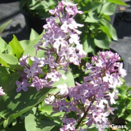 Syringa-vulgaris-prairie-petite-french-lilac