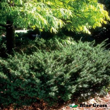 Taxus-media-Tauntoni-taunton-yew