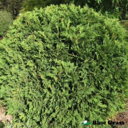 Thuja-occidentalis-Hetz-Midget-cedar