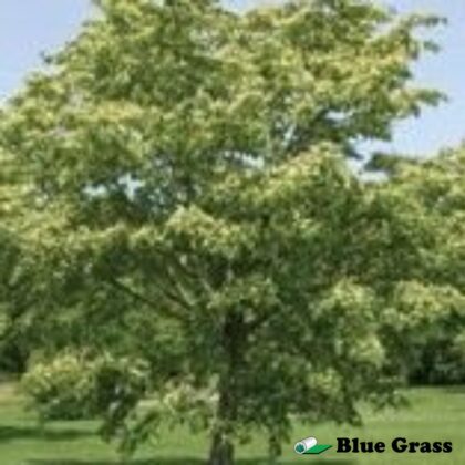 Tilia-mongolica-Harvest-Gold-linden