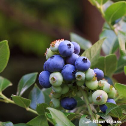 Vaccinium-Northblue-blueberry