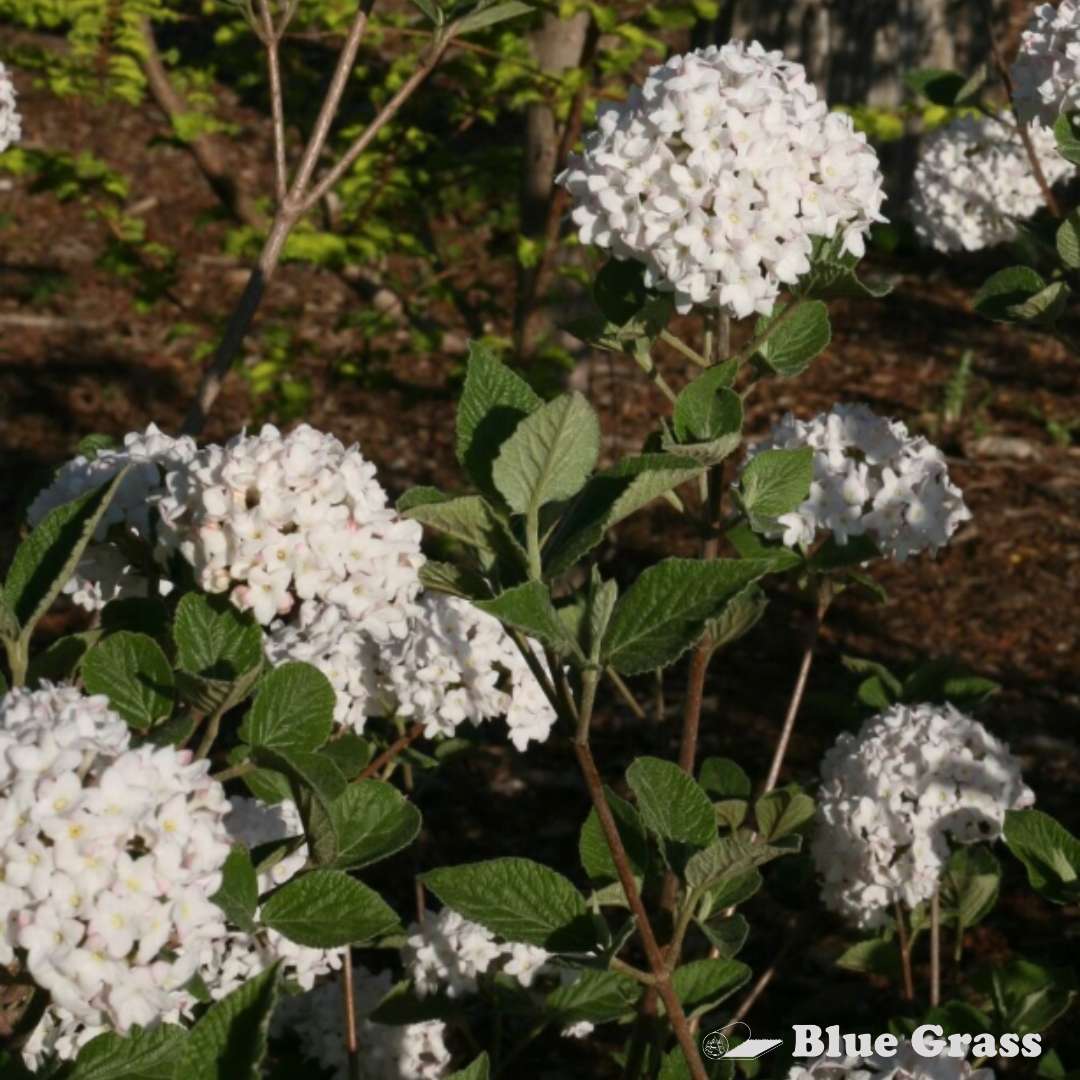 Viburnum-carlesii-spice-baby-korean-spice-viburnum