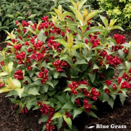Weigela-Slingco-2-maroon-swoon-weigela