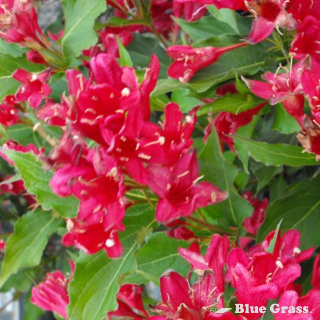 Red Prince Weigela – Blue Grass Nursery & Garden Centre: Calgary ...