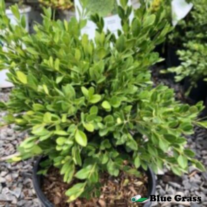 buxus-green-gem-boxwood