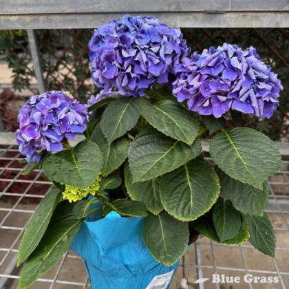 easter-hydrangea