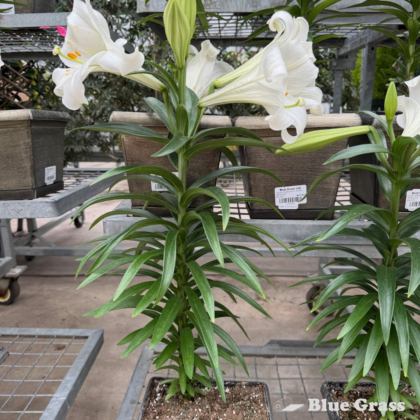 easter-lily