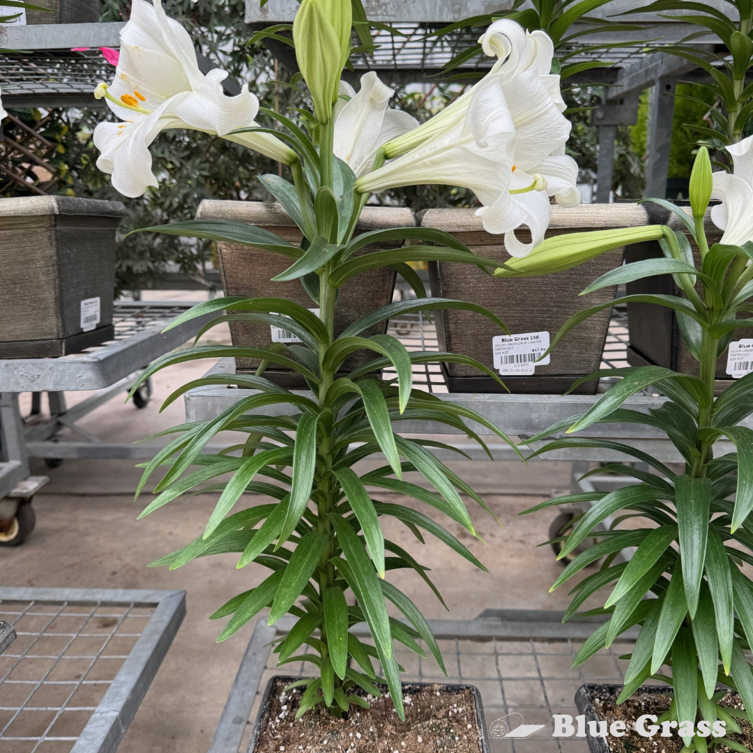 easter-lily