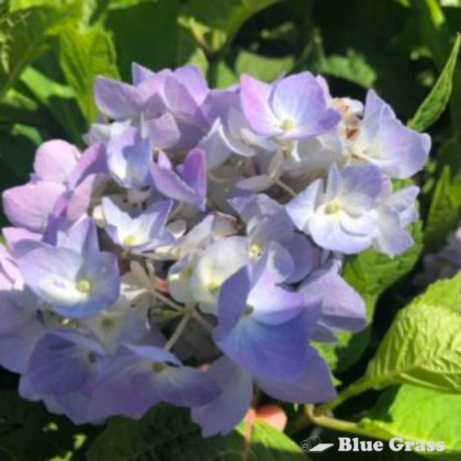 hydrangea-macrophylla-endless-summer-original-hydrangea
