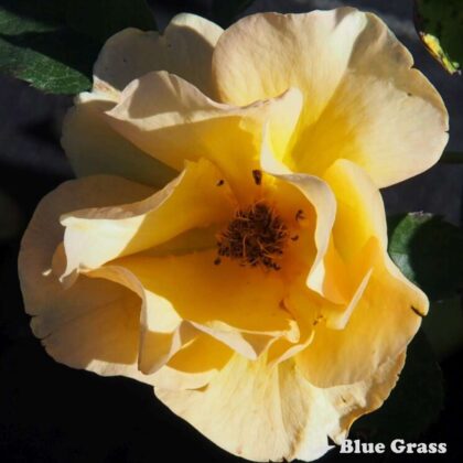 rosa-bill-reid-rose