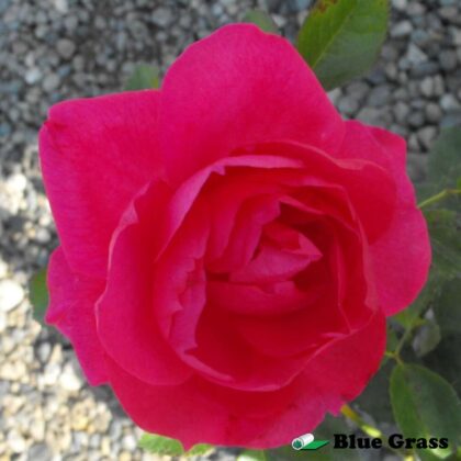 rosa-felix-leclerc-rose