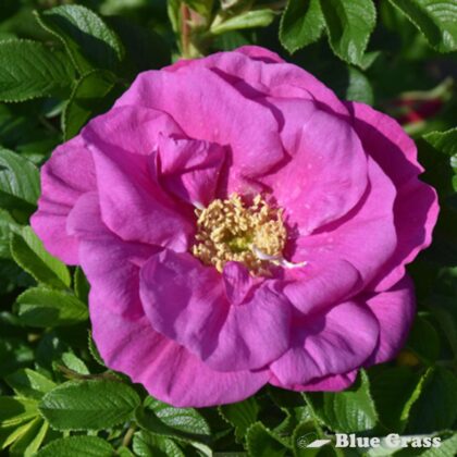 rosa-lottys-love-rose