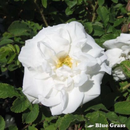 rosa-marie-bugnet-rose