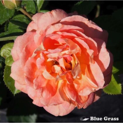 rosa-olds-college-centennial-rose