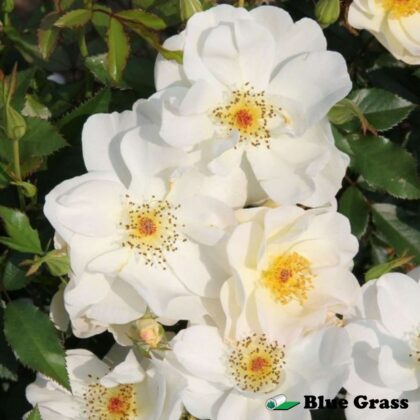 rosa-oscar-peterson-rose