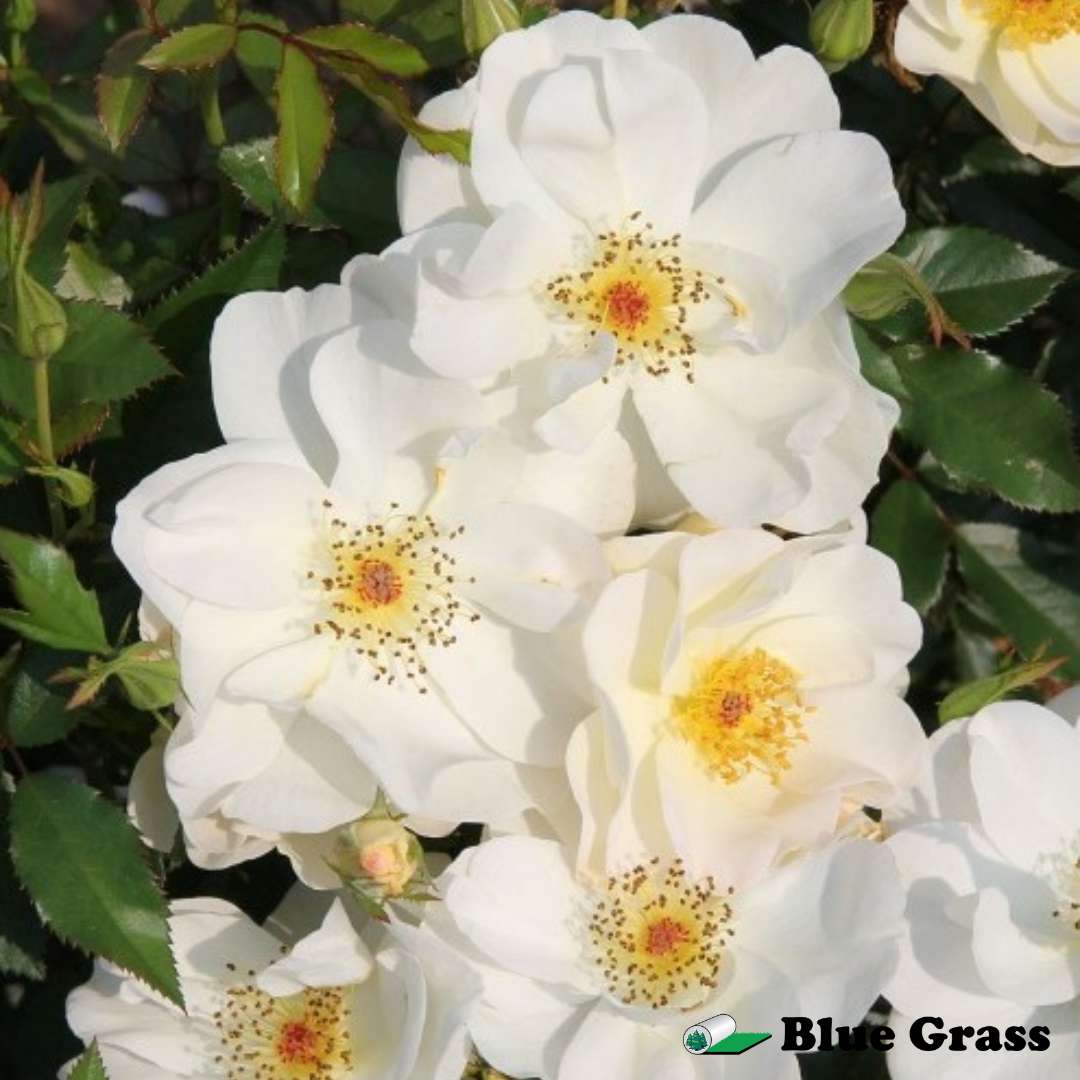 rosa-oscar-peterson-rose