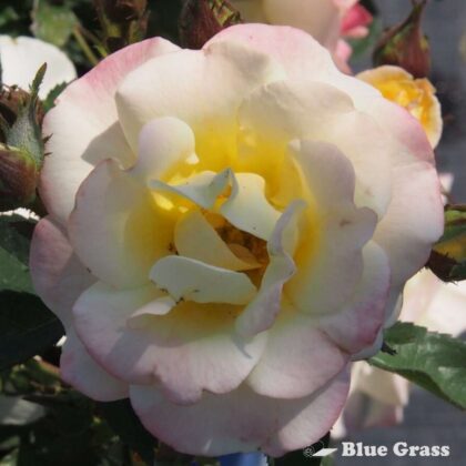 rosa-peach-lemonade-rose