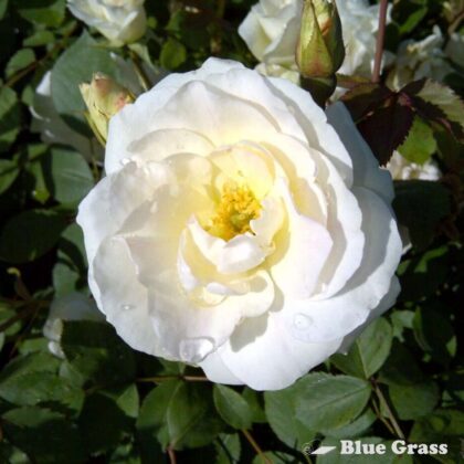 rosa-prairie-snowdrift-rose