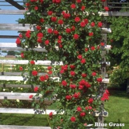 rosa-ramblin-red-rose
