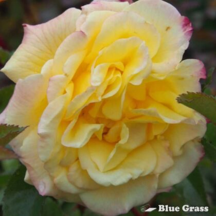 rosa-rugelda-pavment-rose