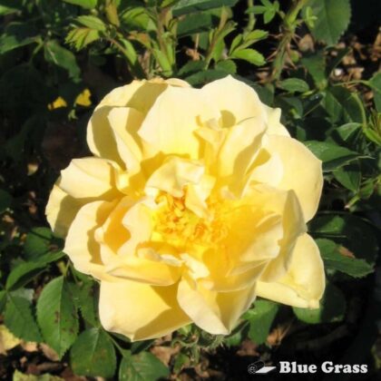 rosa-topaz-jewel-rose
