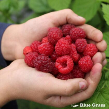 rubus-autumn-bliss-raspberry