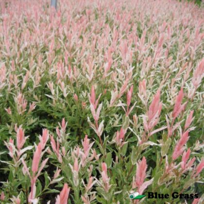 salix-flmaingo-willow