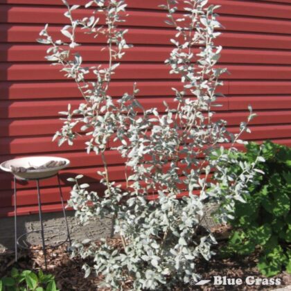 salix-polar-bear-willow
