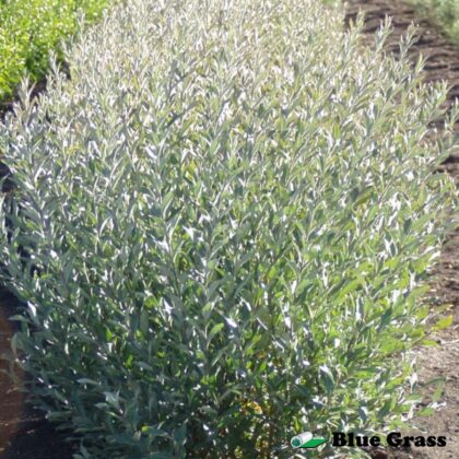 salix-powderface-willow