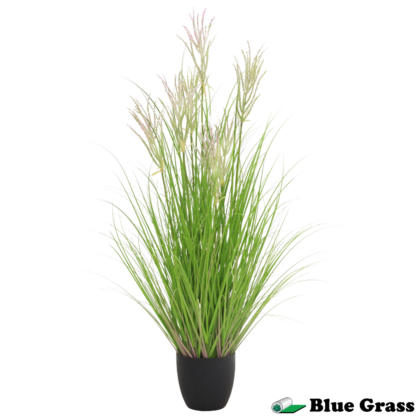 silver-shore-miscanthus-grass-in-obsidian-basin