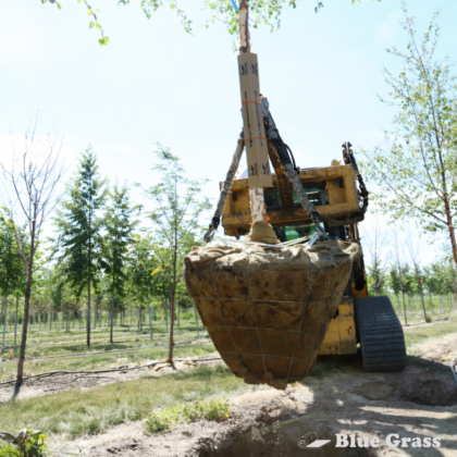 tree-wire-basket-burlap