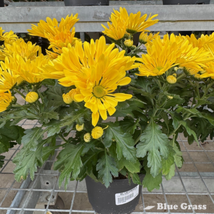 yellow-mums