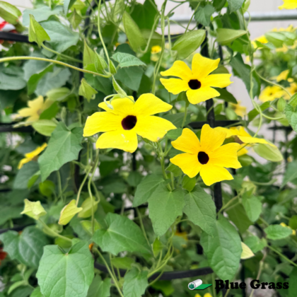 black-eyed-susan