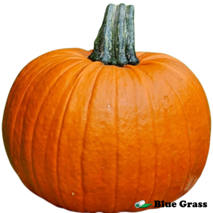 carving-pumpkin